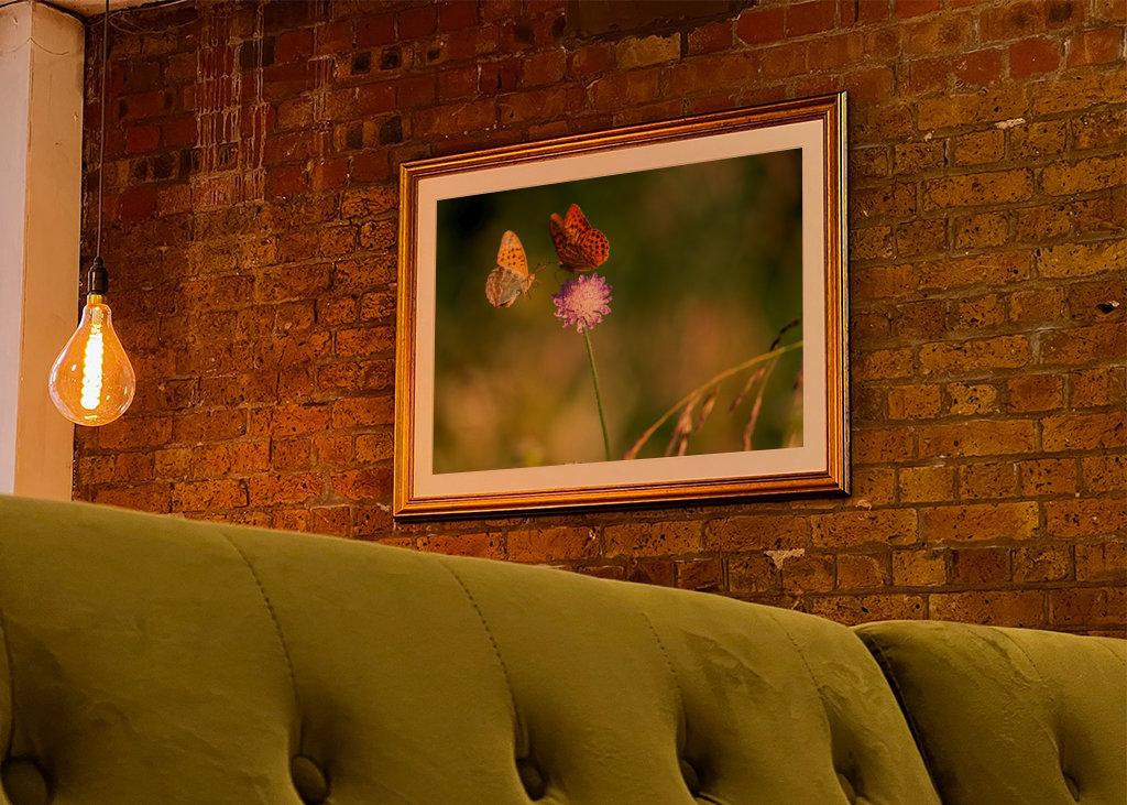 Motýli na letní louce