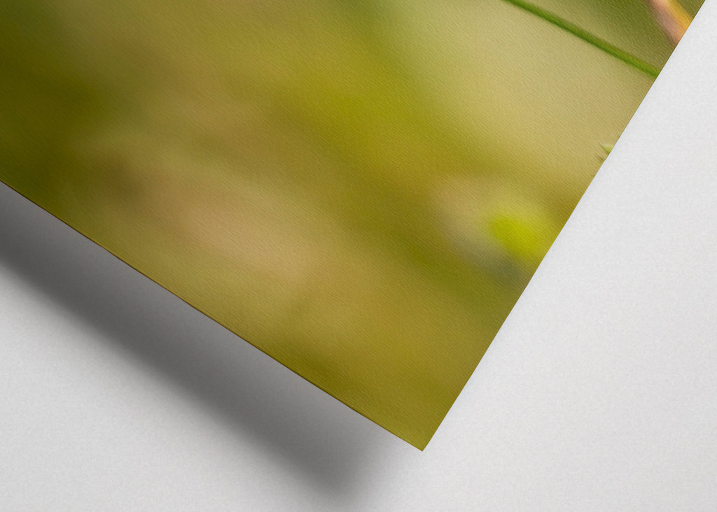 Motýli na letní louce