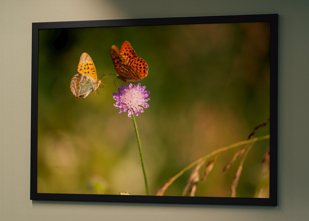 Motýli na letní louce