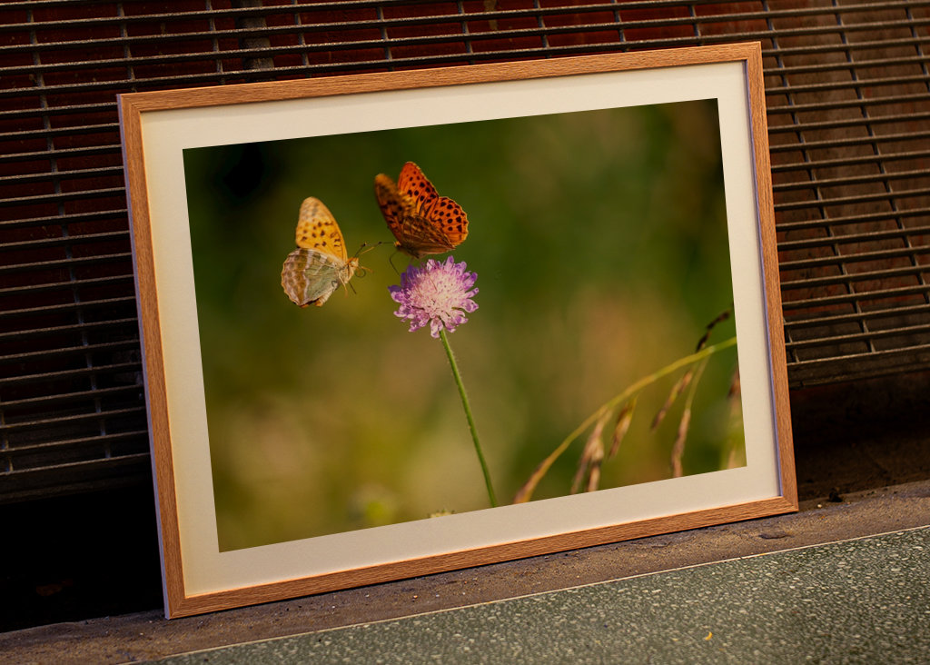 Motýli na letní louce