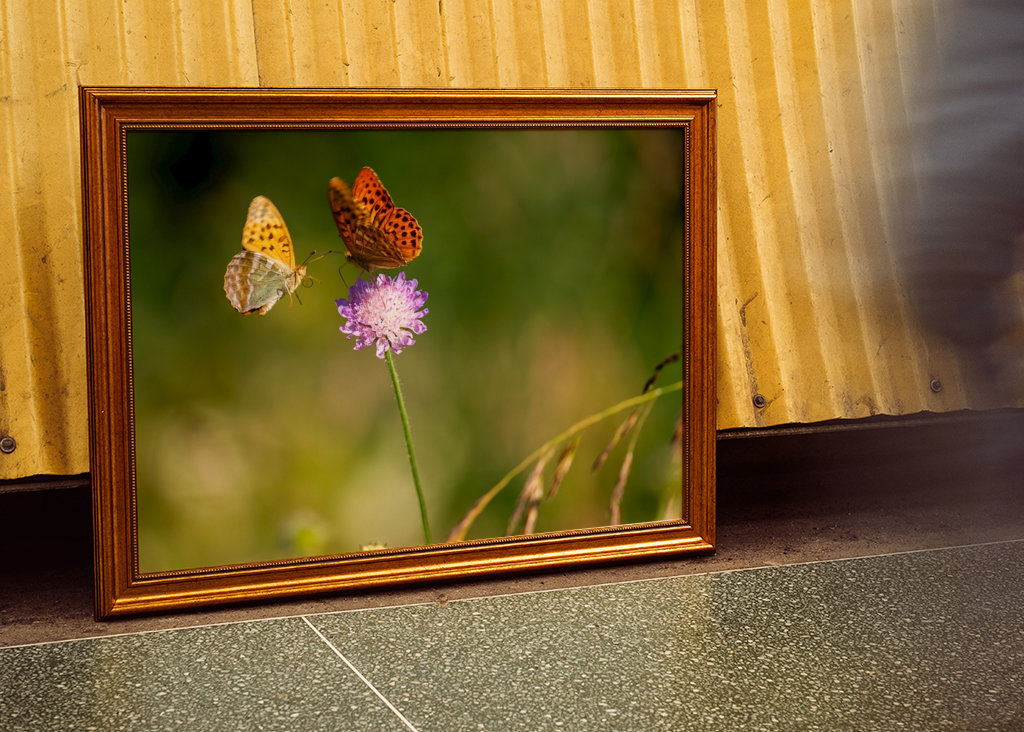 Motýli na letní louce