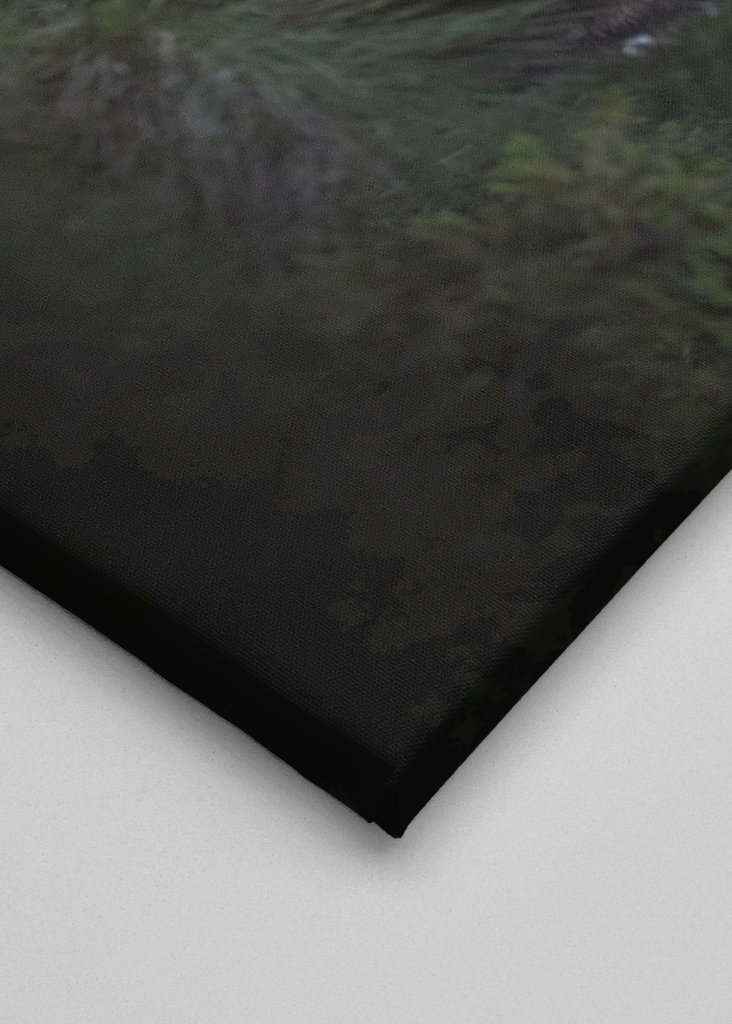 Oso a la luz del atardecer