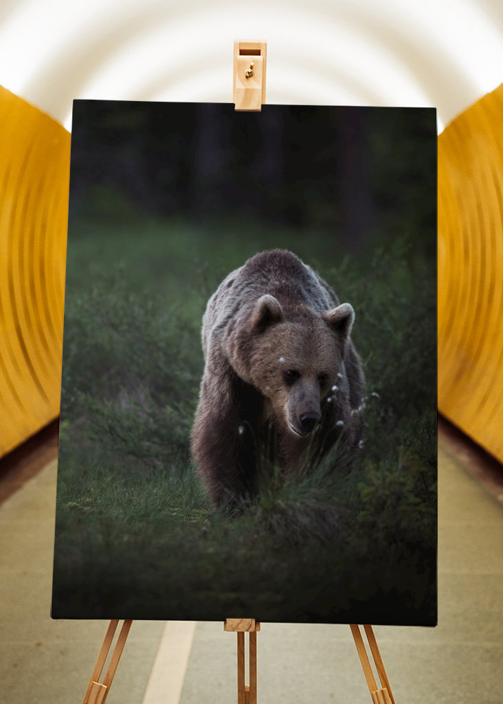 Oso a la luz del atardecer