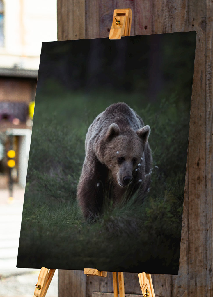 Oso a la luz del atardecer