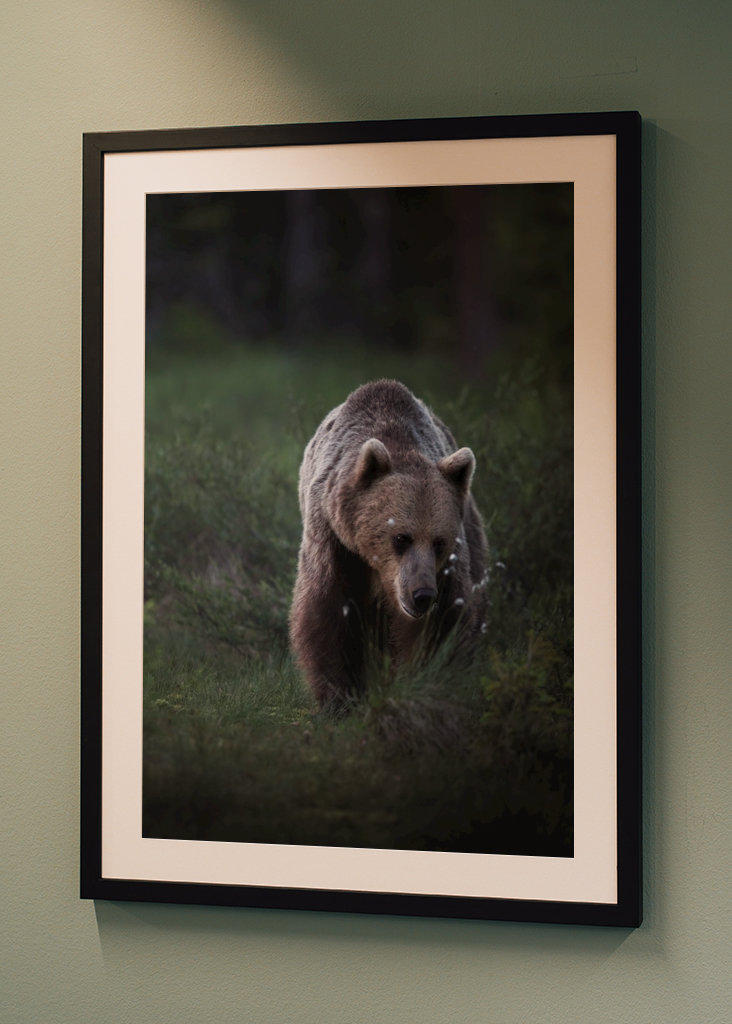 Oso a la luz del atardecer