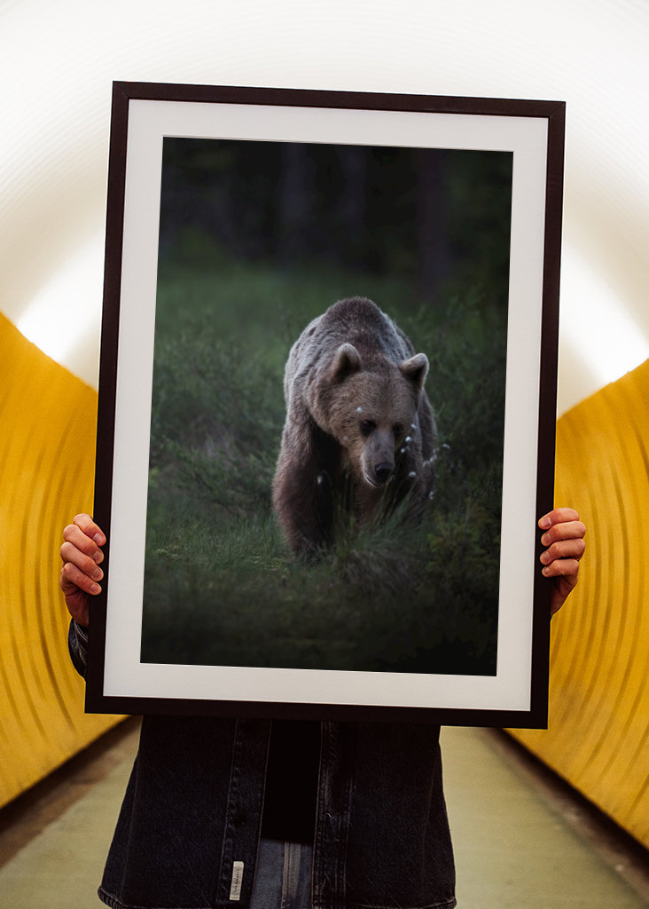 Oso a la luz del atardecer