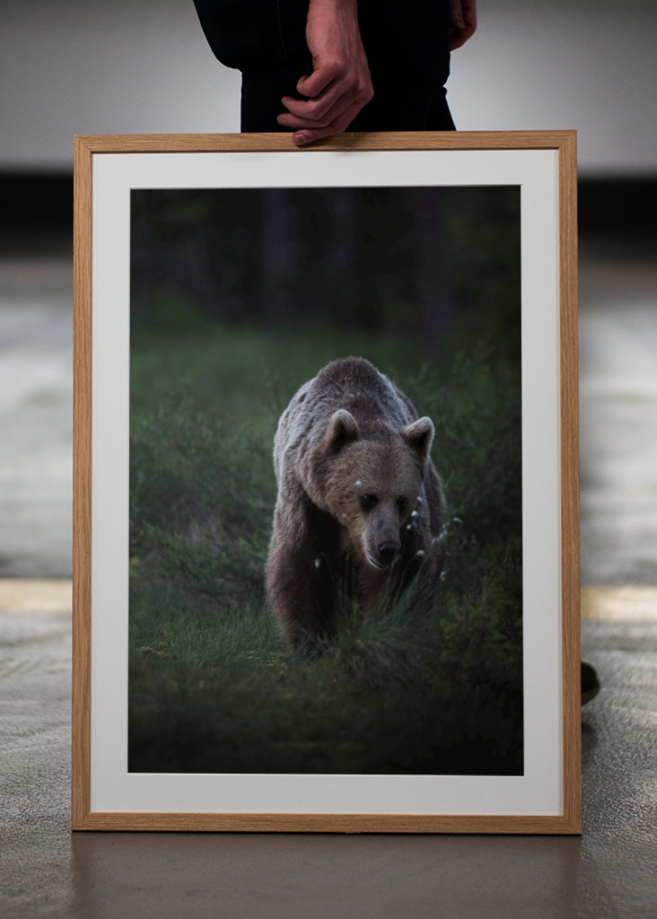 Oso a la luz del atardecer