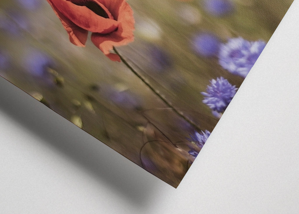 Pipacsok a búzavirág között