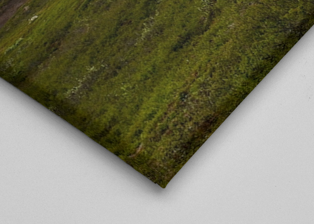 Einsame Bergbirke in Norrbotten