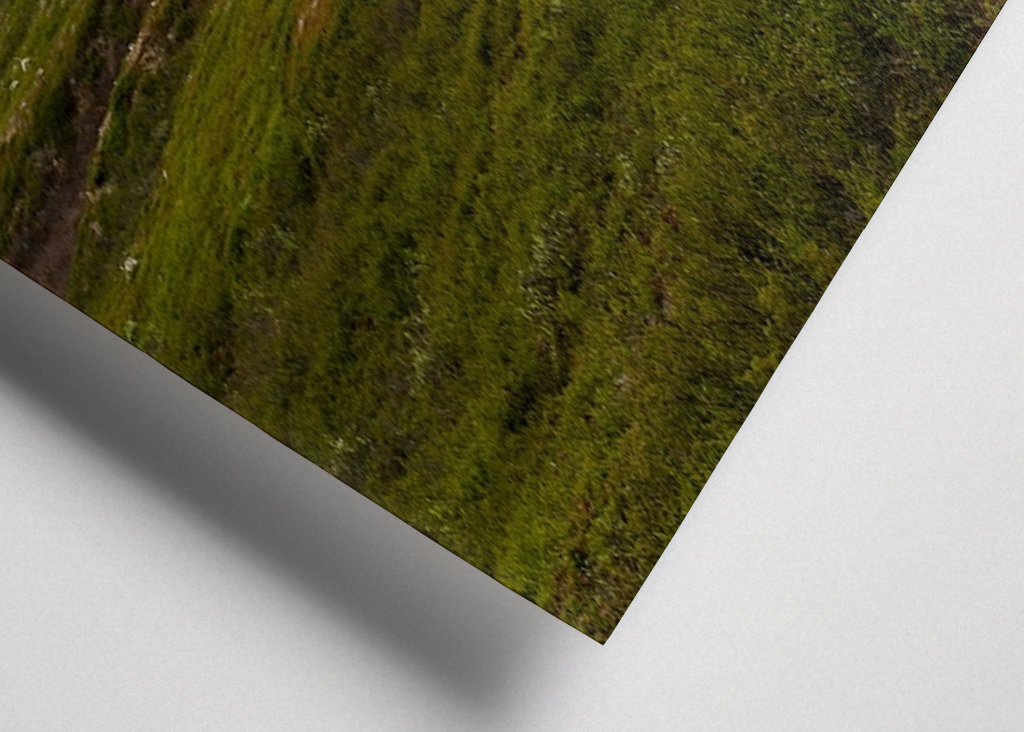 Einsame Bergbirke in Norrbotten