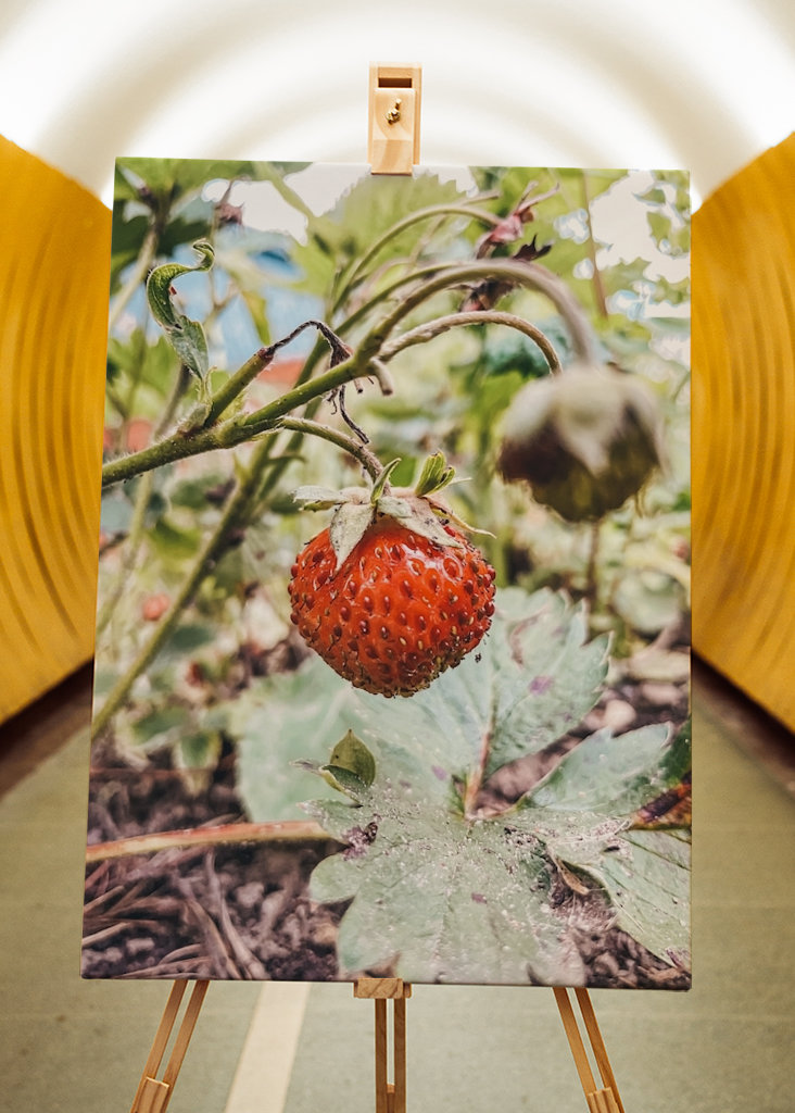 Süße schwedische Erdbeere