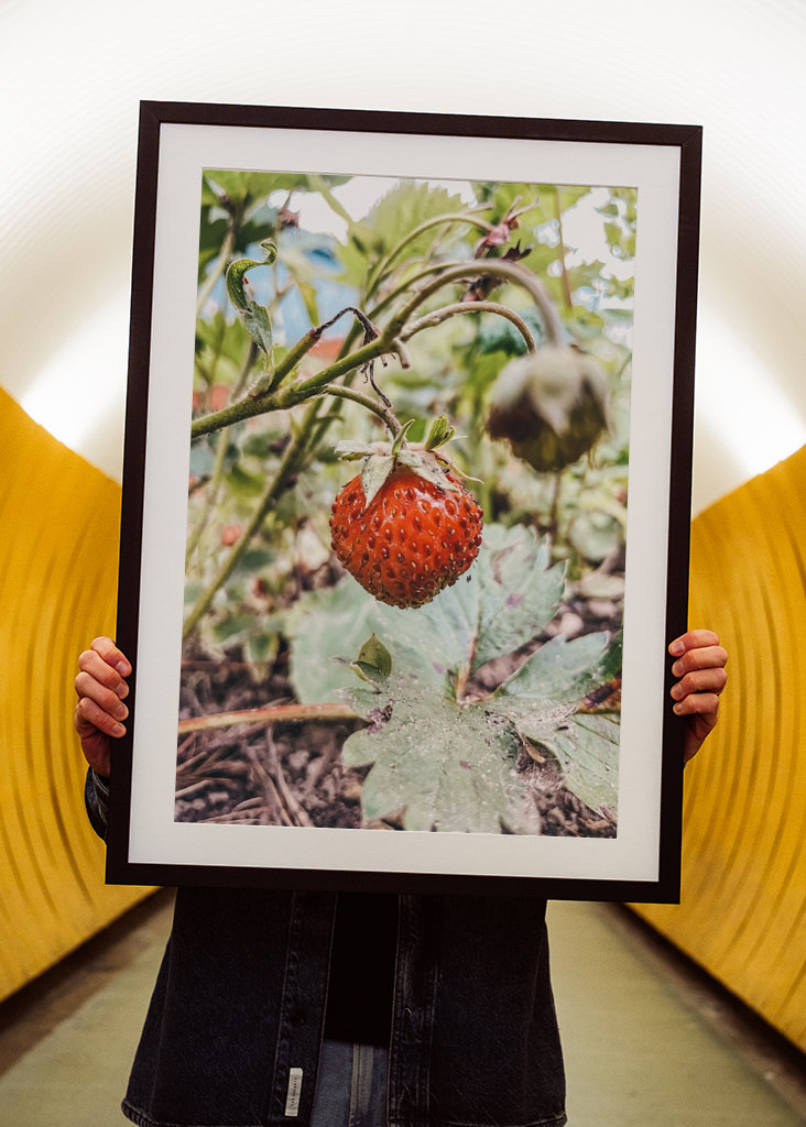 Süße schwedische Erdbeere