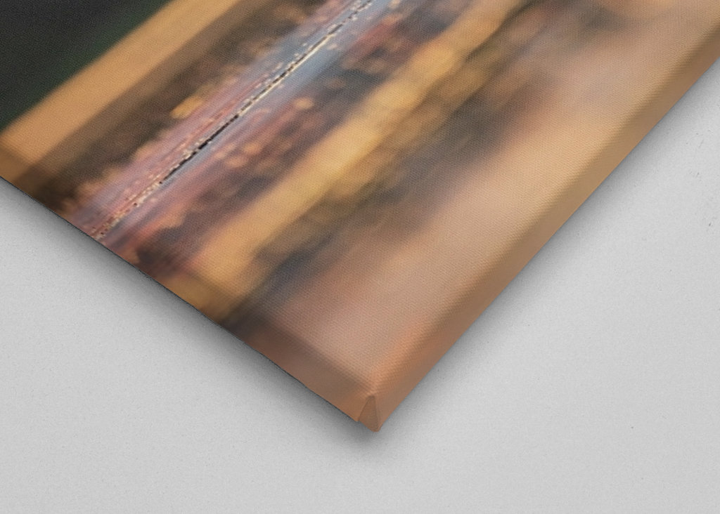 Labuť při západu slunce