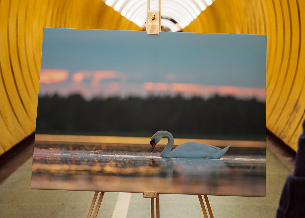 Labuť při západu slunce