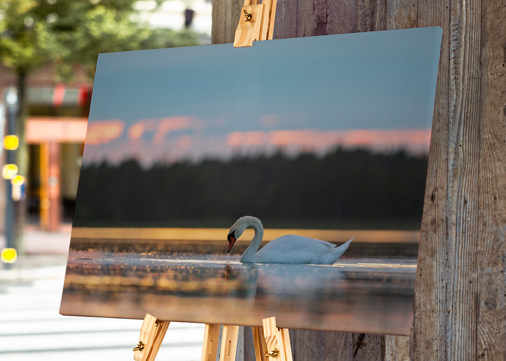 Labuť při západu slunce