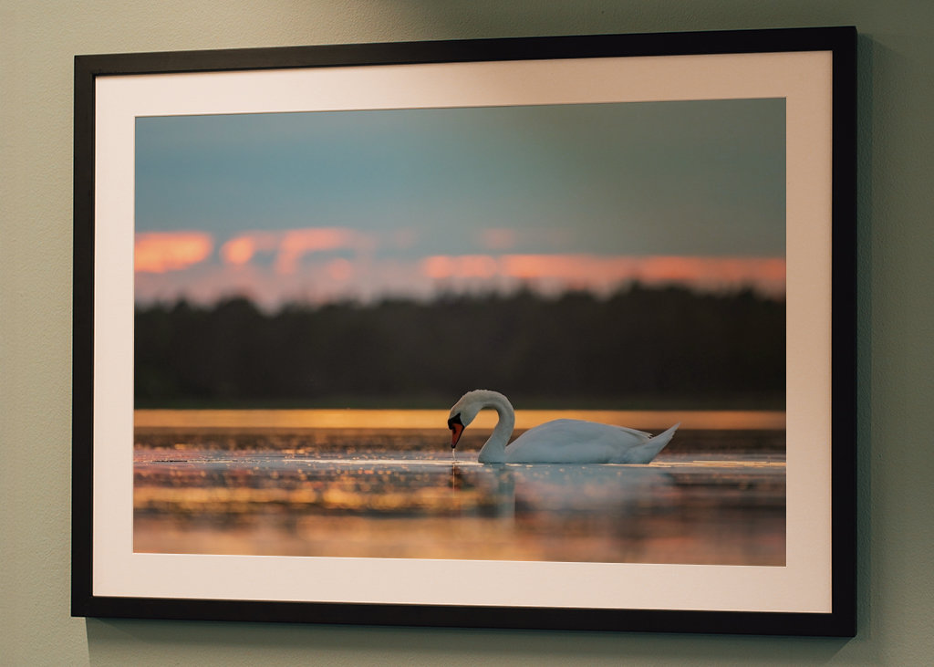 Labuť při západu slunce