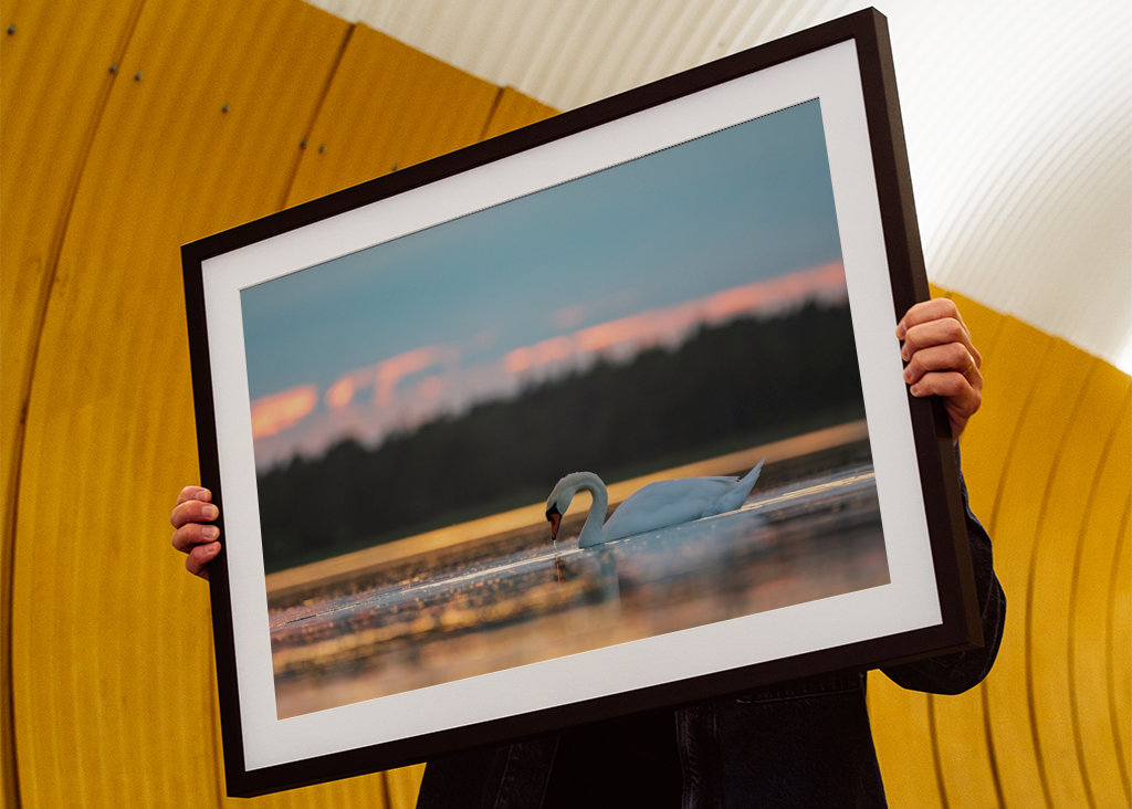 Labuť při západu slunce