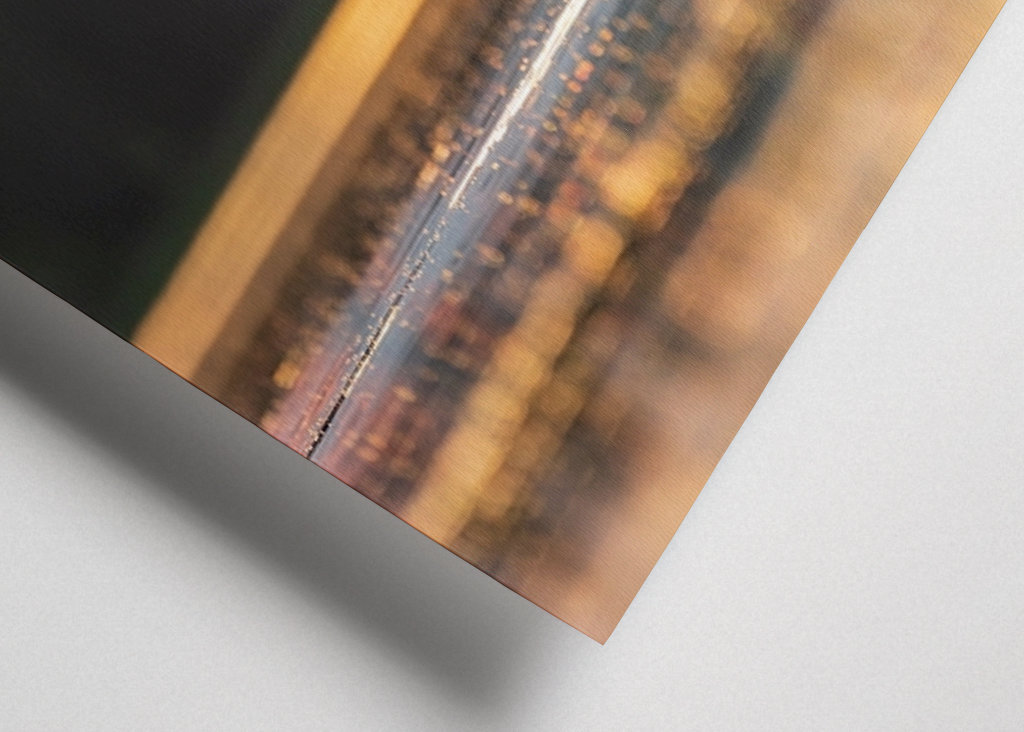 Labuť při západu slunce