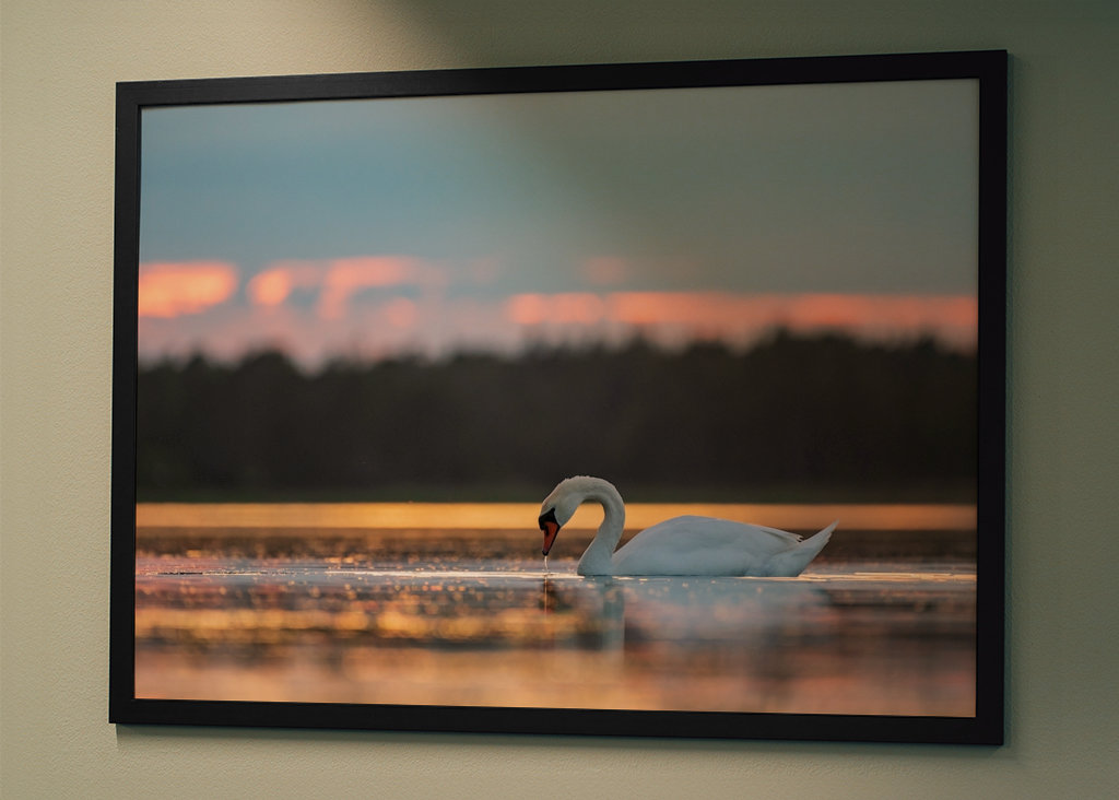 Labuť při západu slunce