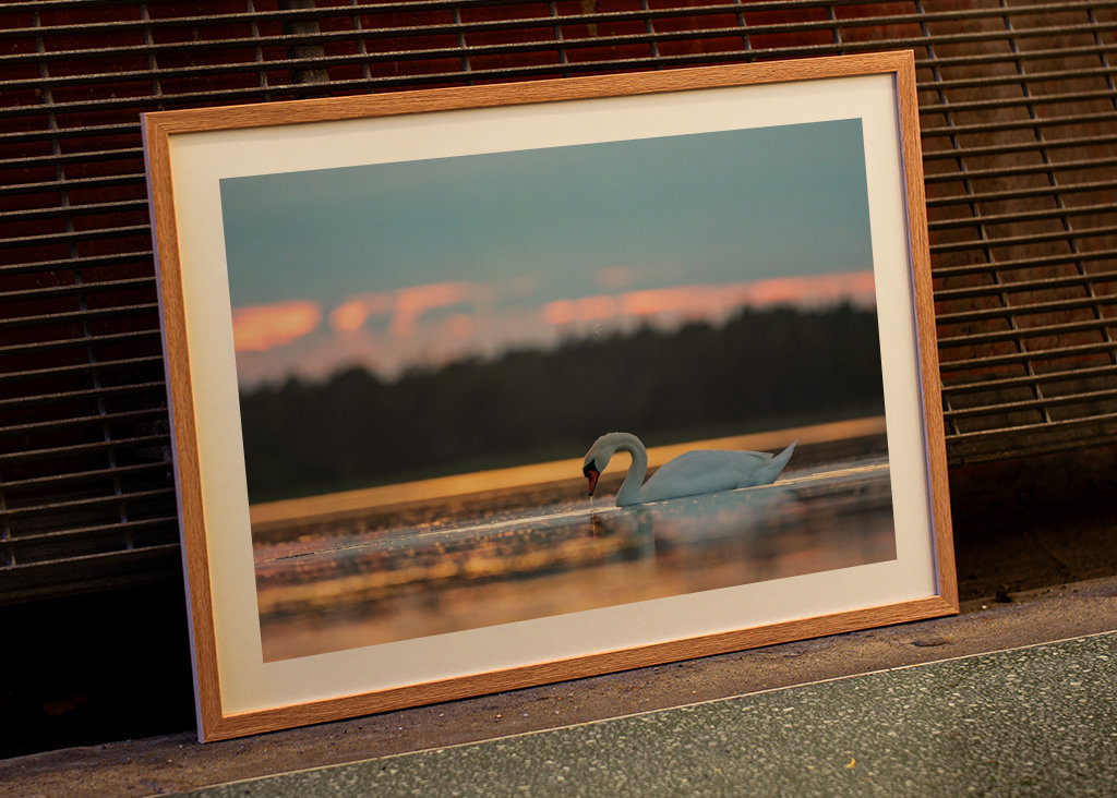 Labuť při západu slunce