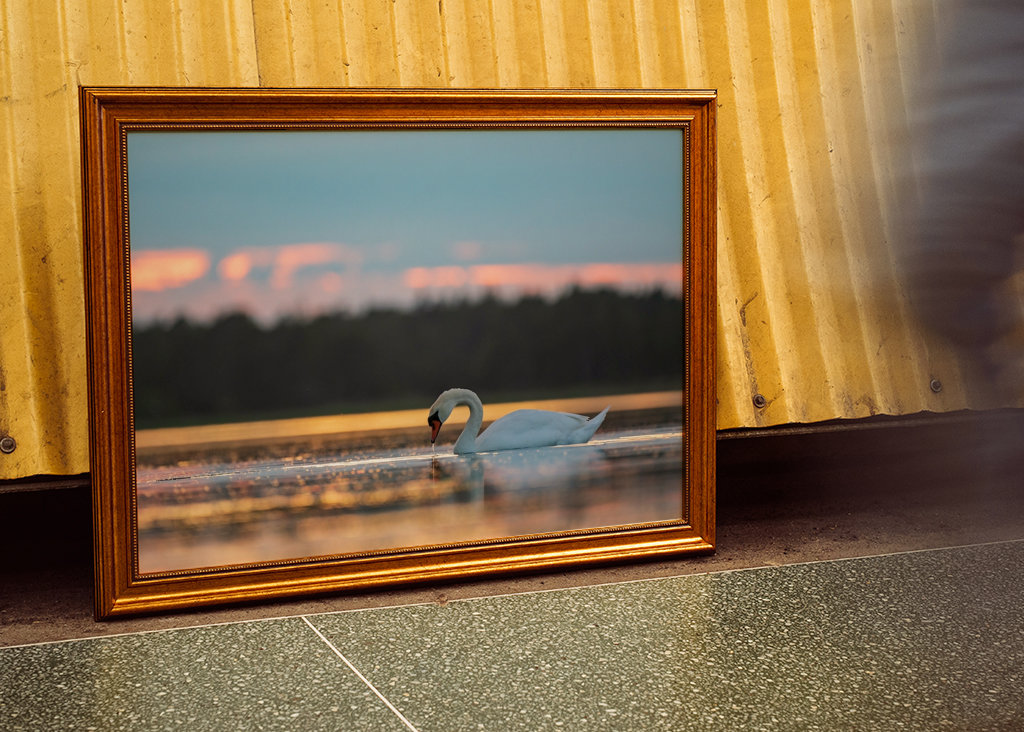 Labuť při západu slunce