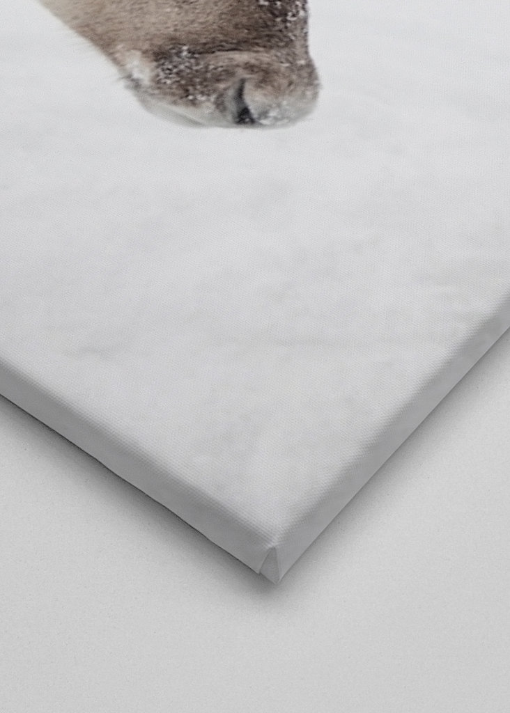 Rensdyr i sneen i Norge