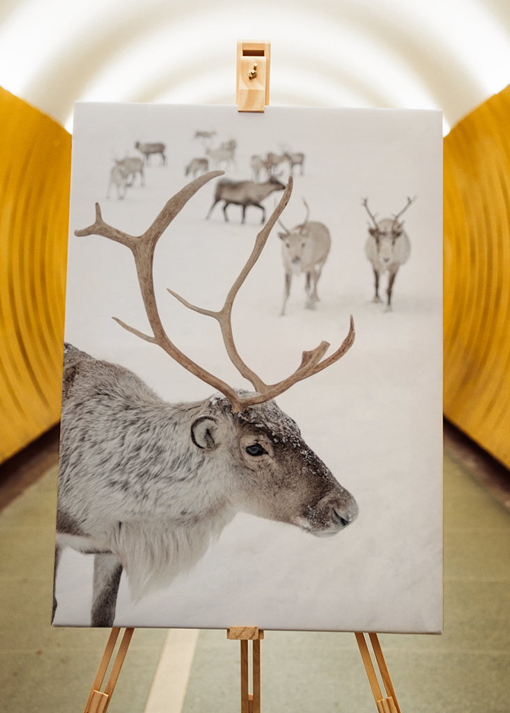 Rensdyr i sneen i Norge