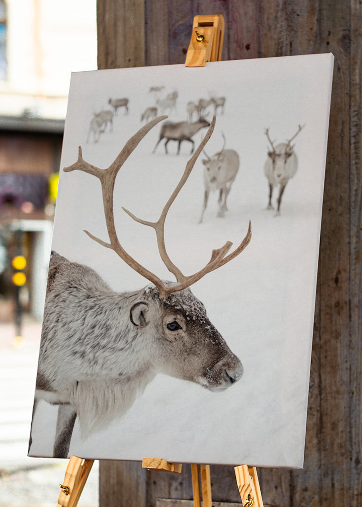 Rensdyr i sneen i Norge