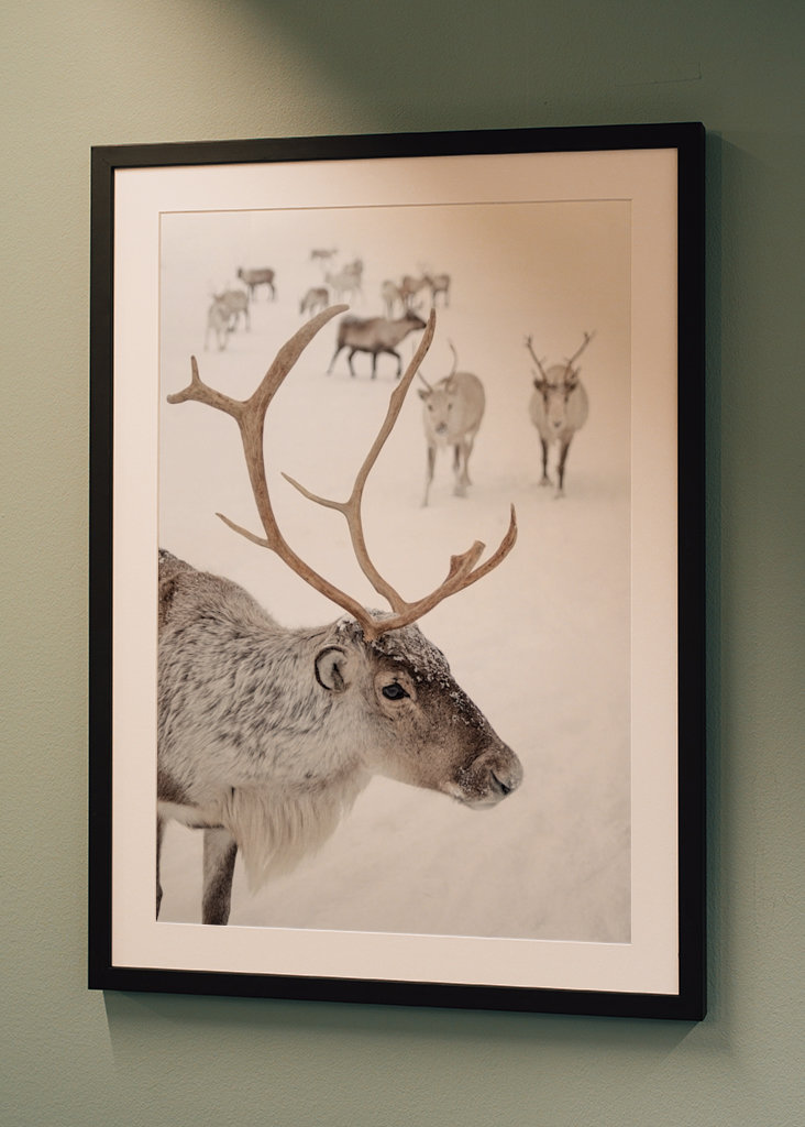 Rensdyr i sneen i Norge