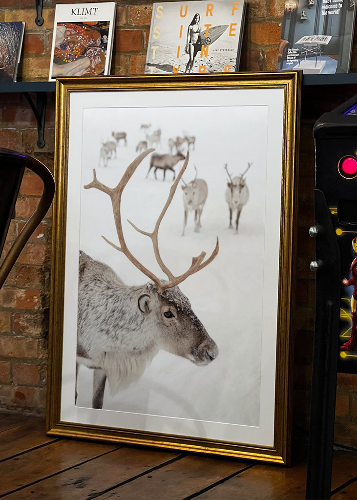 Rensdyr i sneen i Norge