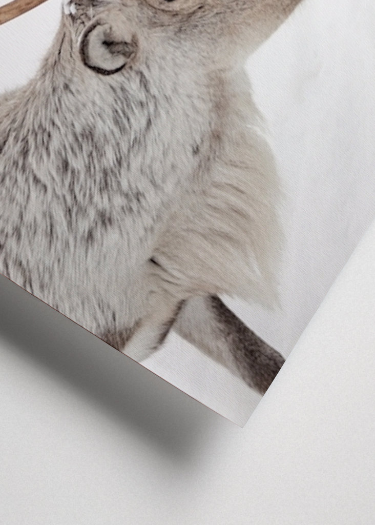 Rensdyr i sneen i Norge