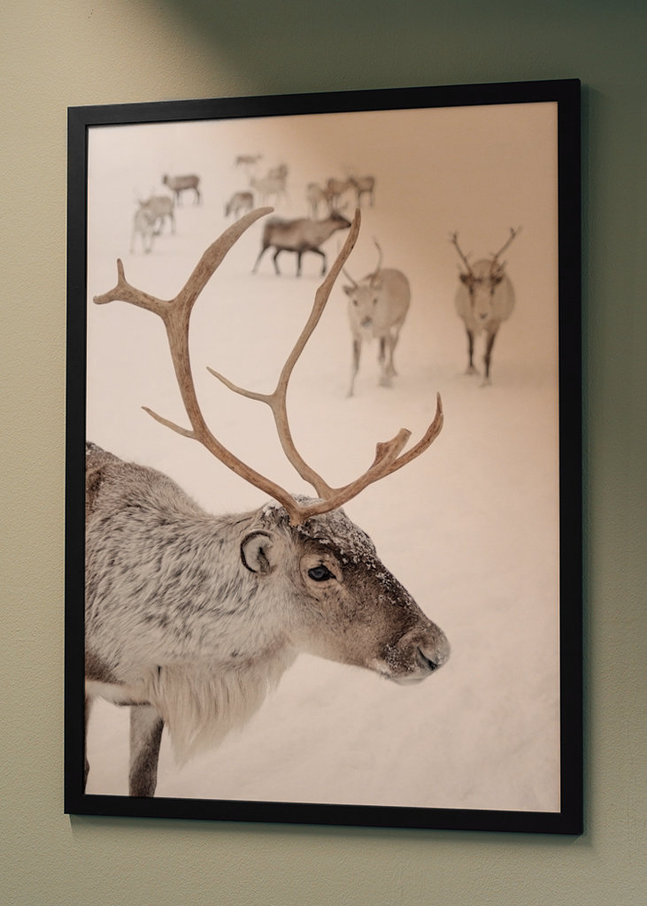 Rensdyr i sneen i Norge