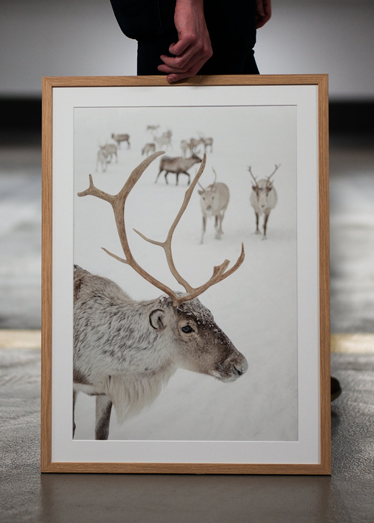 Rensdyr i sneen i Norge