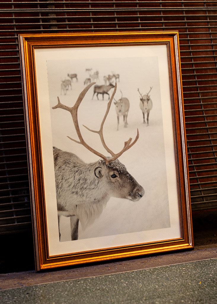 Rensdyr i sneen i Norge