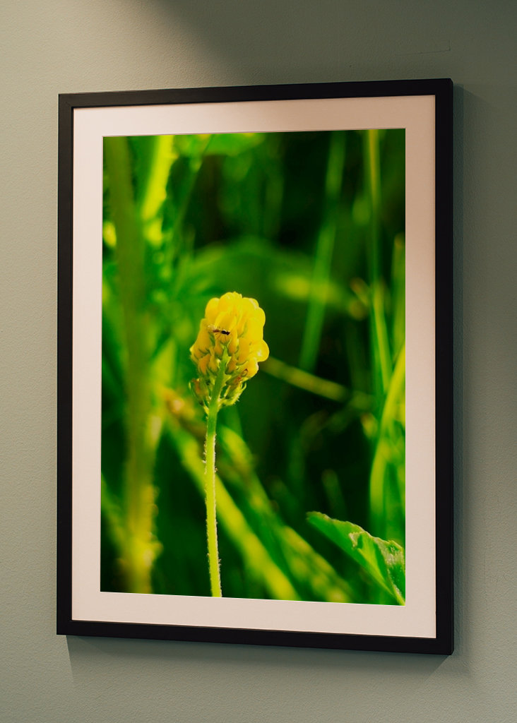 Pequeño trébol amarillo al sol