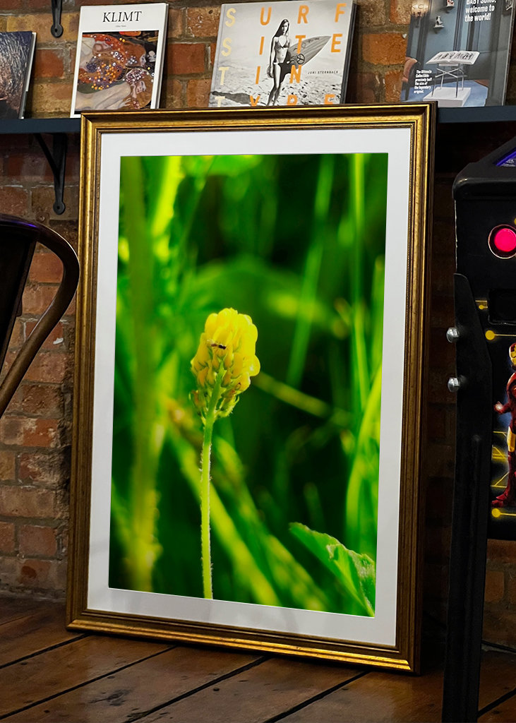 Pequeño trébol amarillo al sol