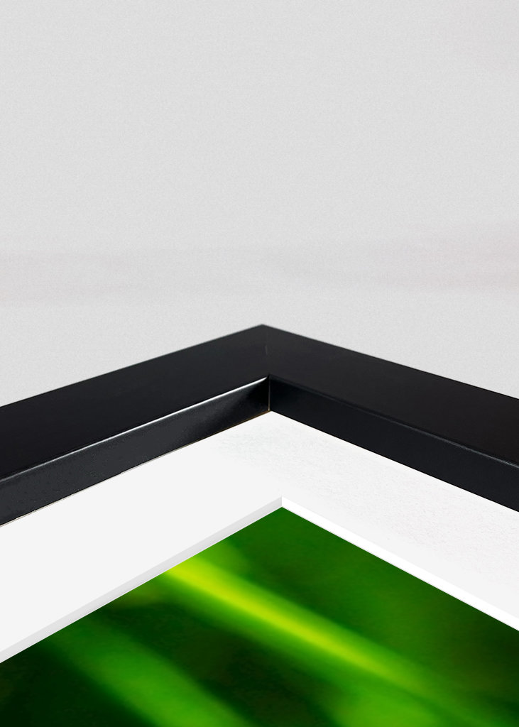 Pequeño trébol amarillo al sol