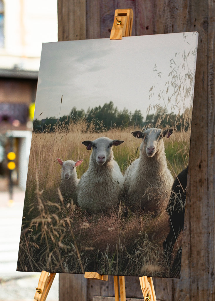 Schafe auf der Weide