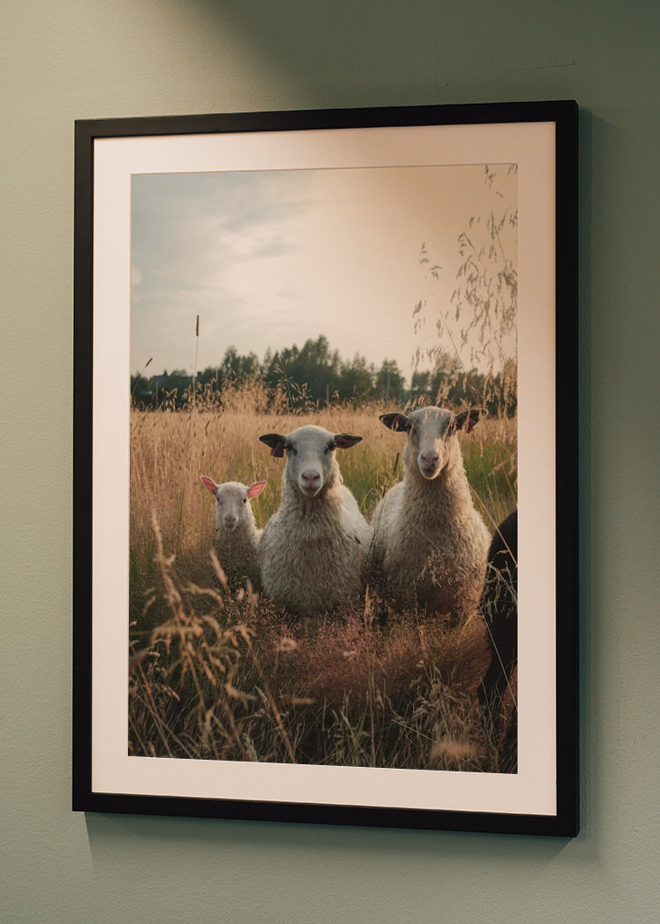 Schafe auf der Weide