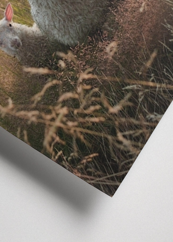 Schafe auf der Weide