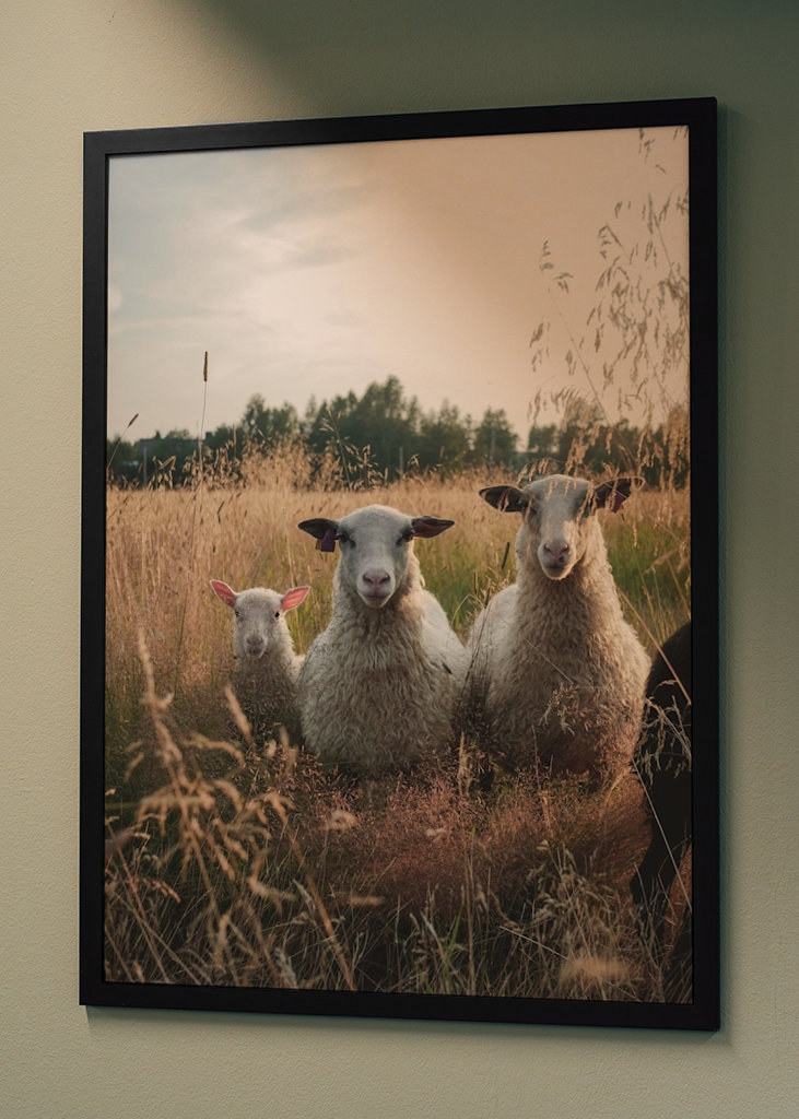 Schafe auf der Weide