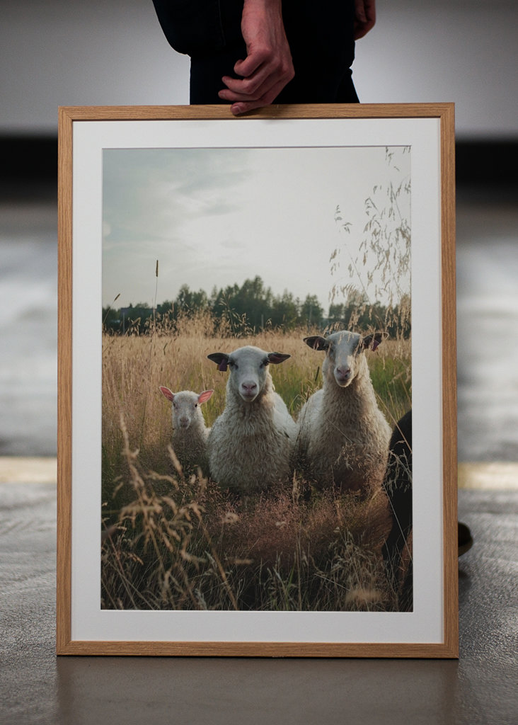 Schafe auf der Weide