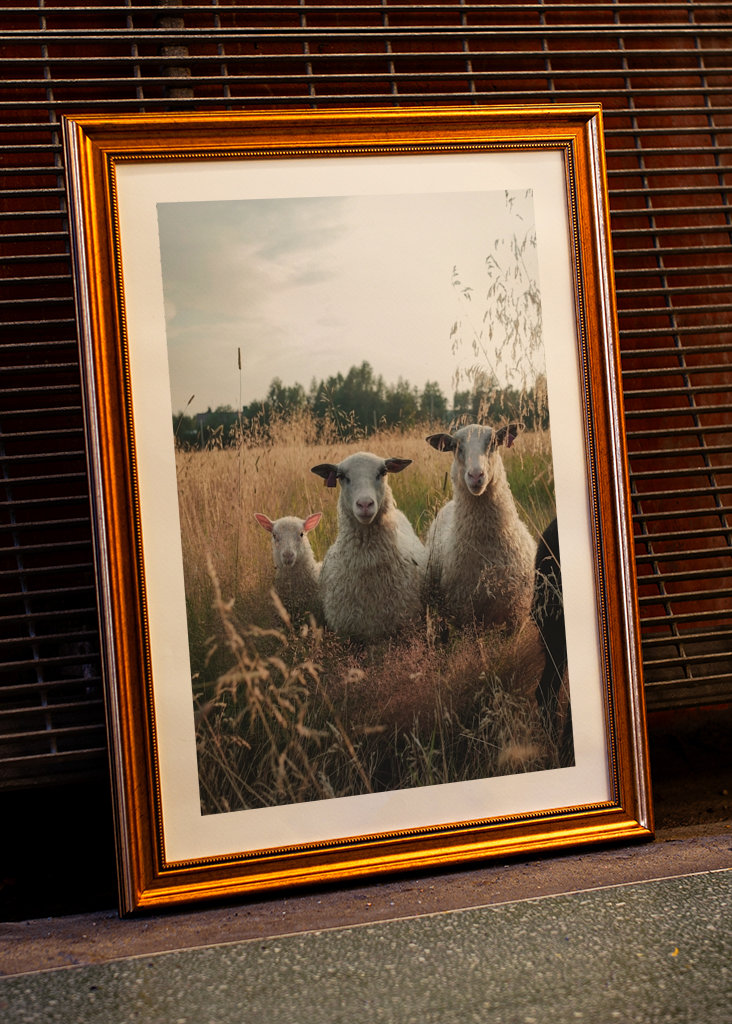 Schafe auf der Weide