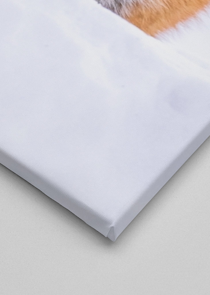 De vos van de winter