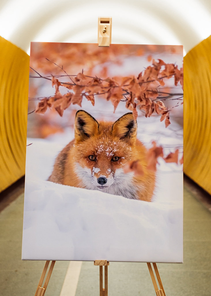 De vos van de winter