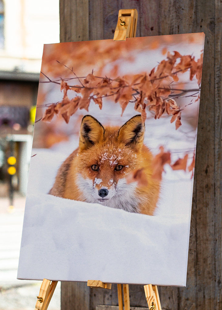De vos van de winter