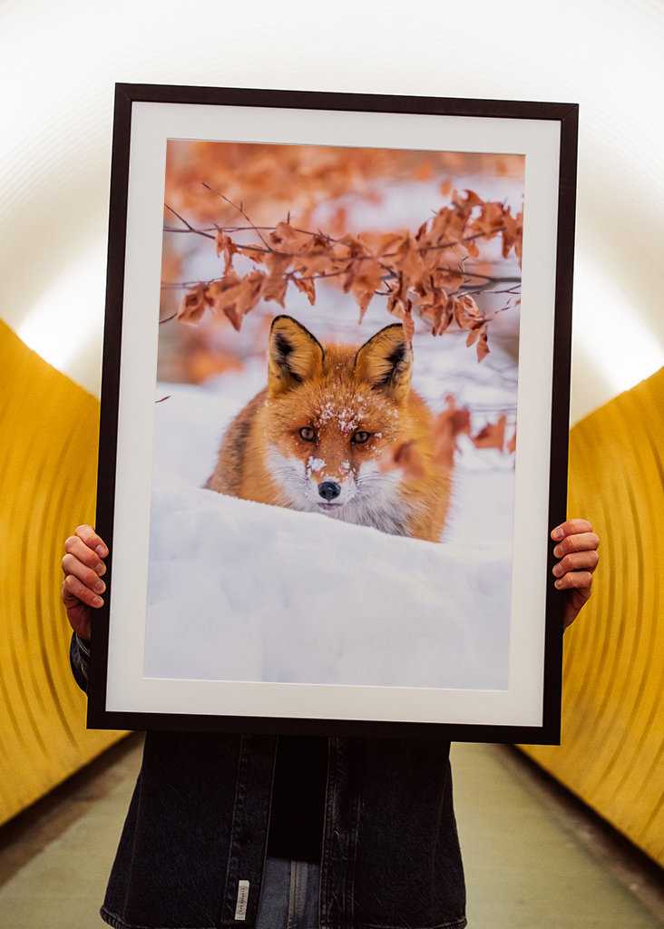 De vos van de winter