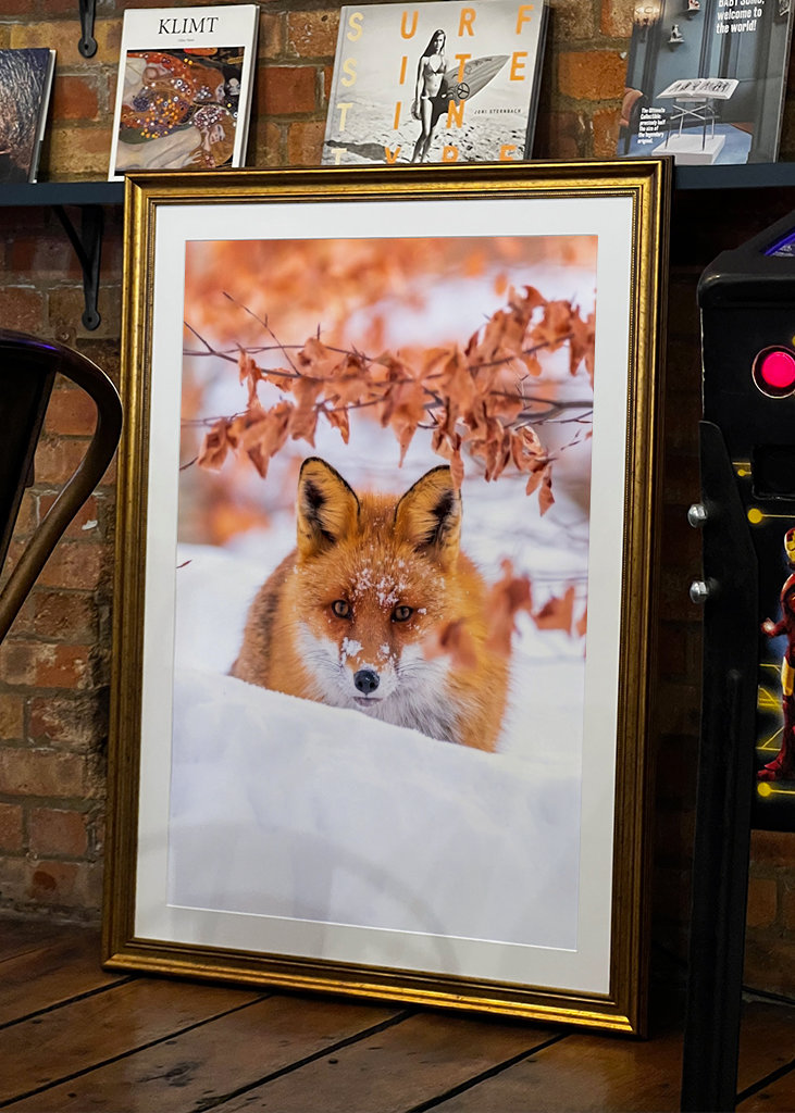 De vos van de winter