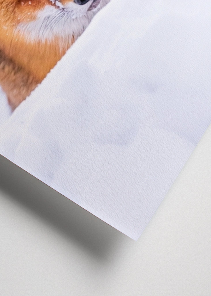 De vos van de winter