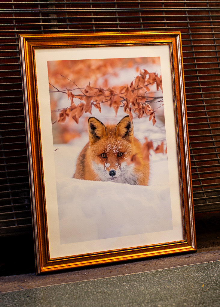 De vos van de winter